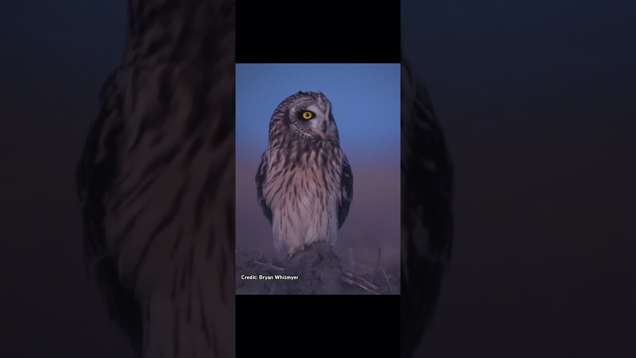 Short Eared Owl call #birds  #owls #nature #wildlife e