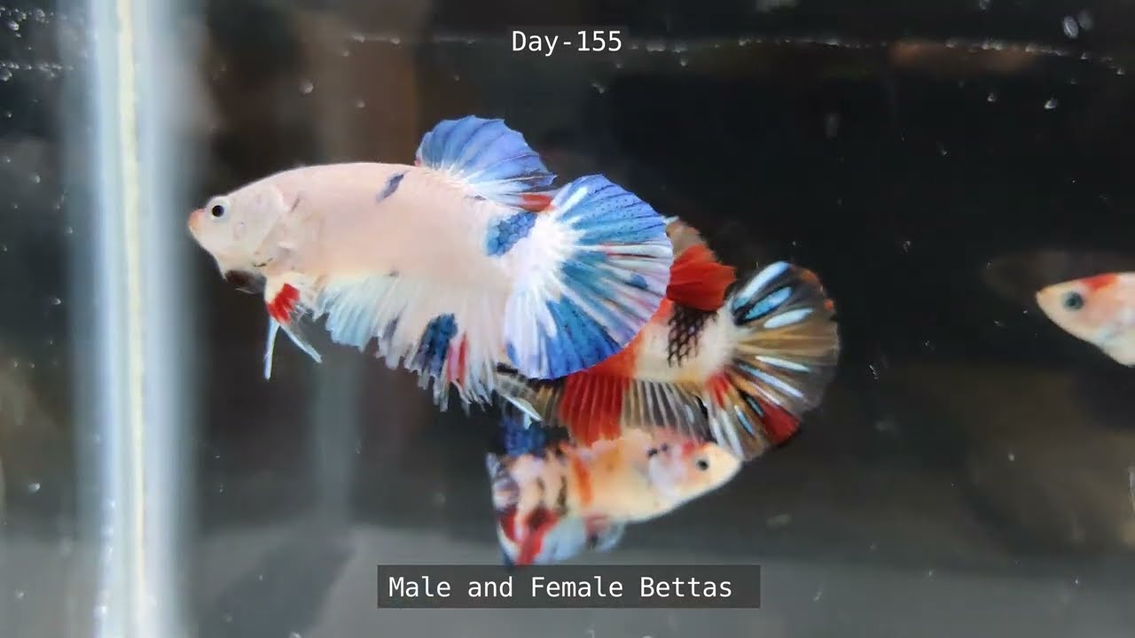 Betta fish growth from day 1 to 5 months 
