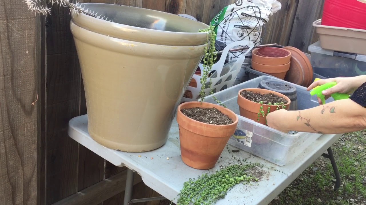 How To Restart A String Of Pearls Plant