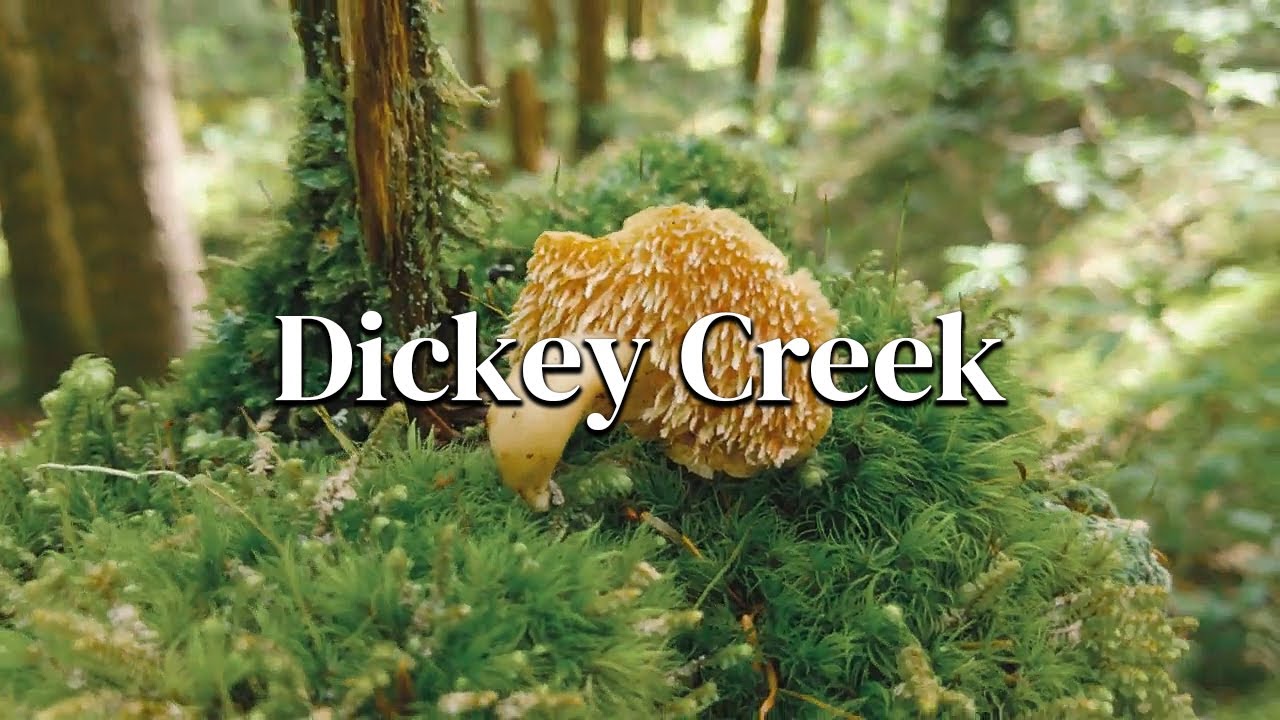 Hiking the Dickey Creek Trail | Bull of the Woods | Mt. Hood National Forest | Relaxing Ambient