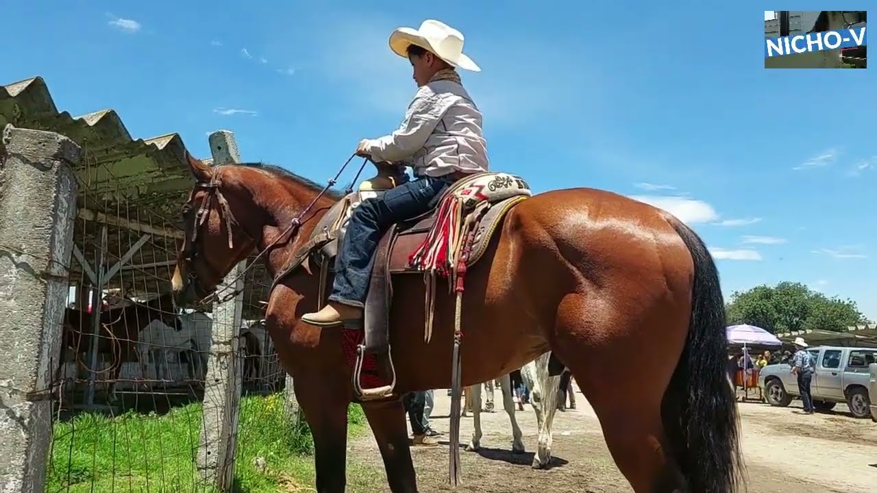 EXCELENTES EJEMPLARES DEL RANCHO LAS TABLAS,IMPRESIONANTES POTROS.