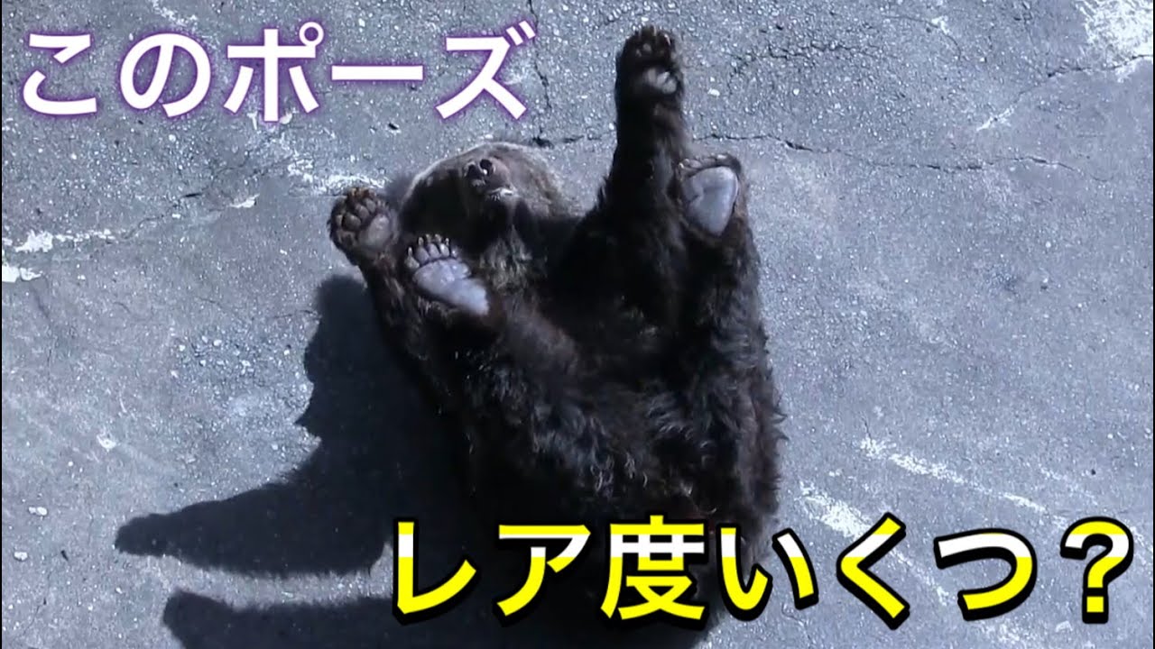 【おやつやり】クマさんのおねだりポーズをレア度判定してみた！
