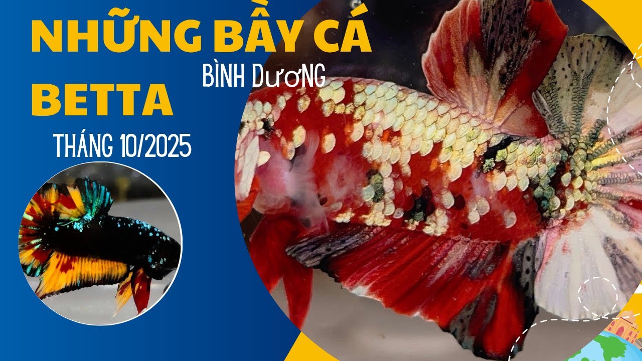 Koi Yellow Copper VIP lên kệ tại Bình Dương ✩ Shop Betta Bình Dương