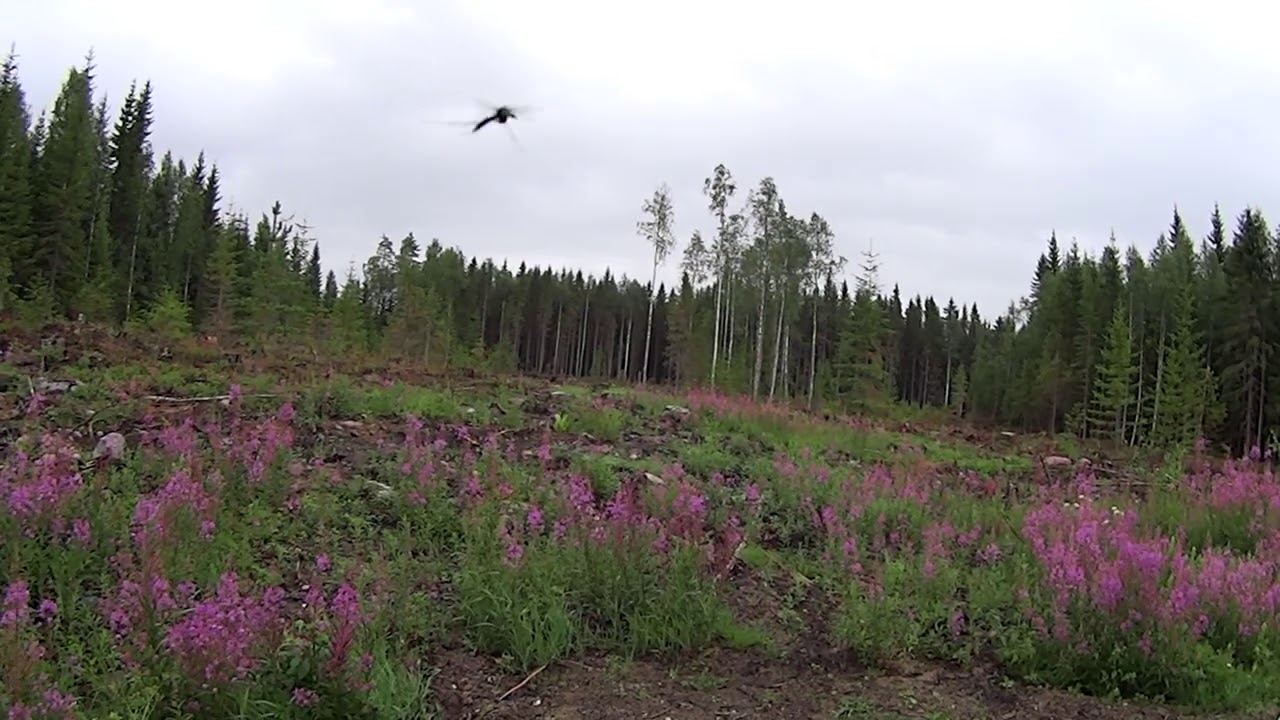 Metsolan Metsäkoulu 133 - Pohdintaa säästöpuista.