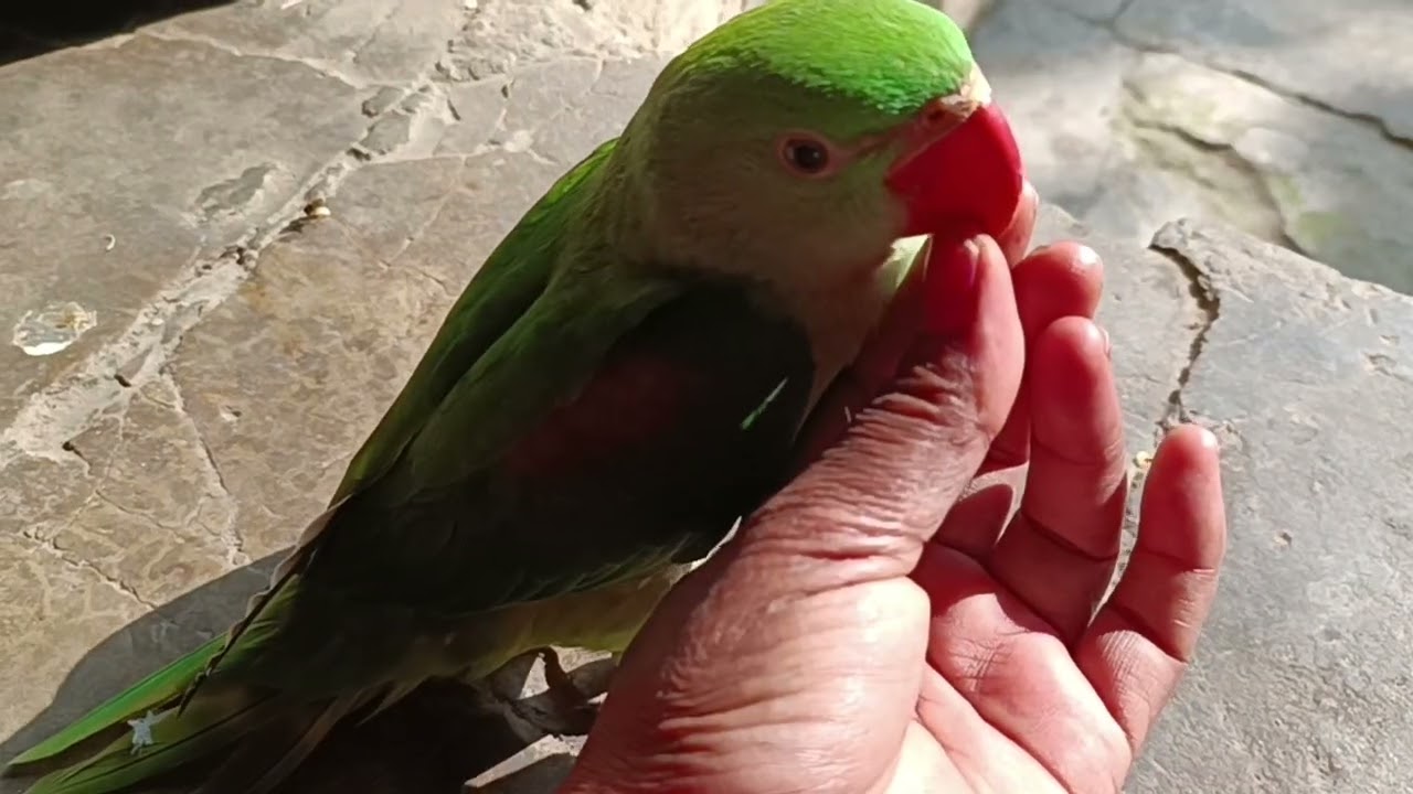 मिठु को मम्मी पर बहुत प्यार आ रहा है || Love You Leo || #loveyouleo #parrot #talkingparot #funny2026