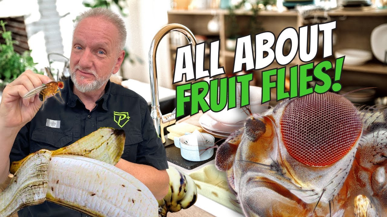 Get Rid of Fruit Flies!