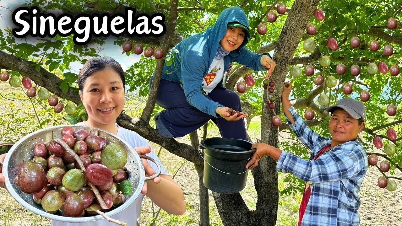 Nagharvest kami ng Sineguelas o Spanish Plum at Sinampalukang Baboy sa Bukid | BUHAY PROBINSYA