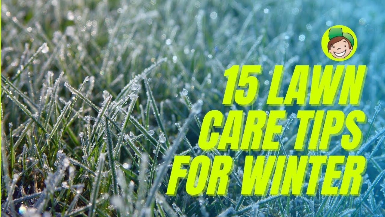 15 Tips To Look After Your Lawn In Winter No Matter How Good Or Bad It Is  (Van Talk Episode 3)