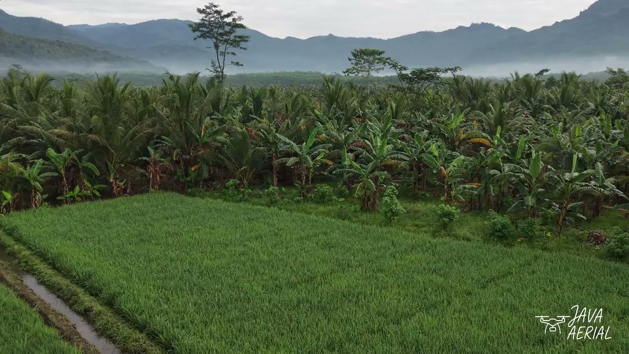 Peaceful Relaxation Music 🌿 Aerial Rice Field Scenery | 1 Hour | Aerial View | Java Aerial