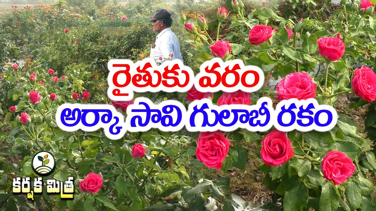 అర్కా సావి గులాబీ సాగు | 30 ఏళ్ల పంట | 30 టన్నుల దిగుబడి | Arka Savi Rose farming | Karshaka Mitra