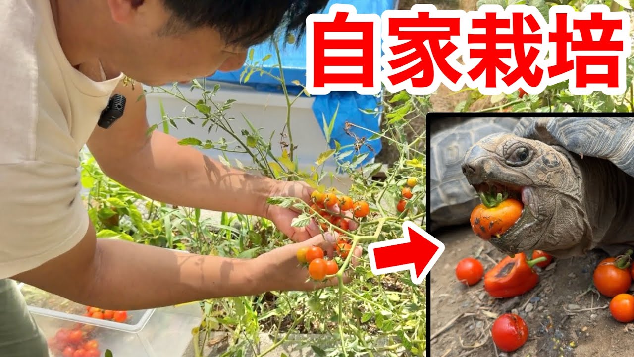 爬虫類館で野菜を自家栽培してリクガメに与えます