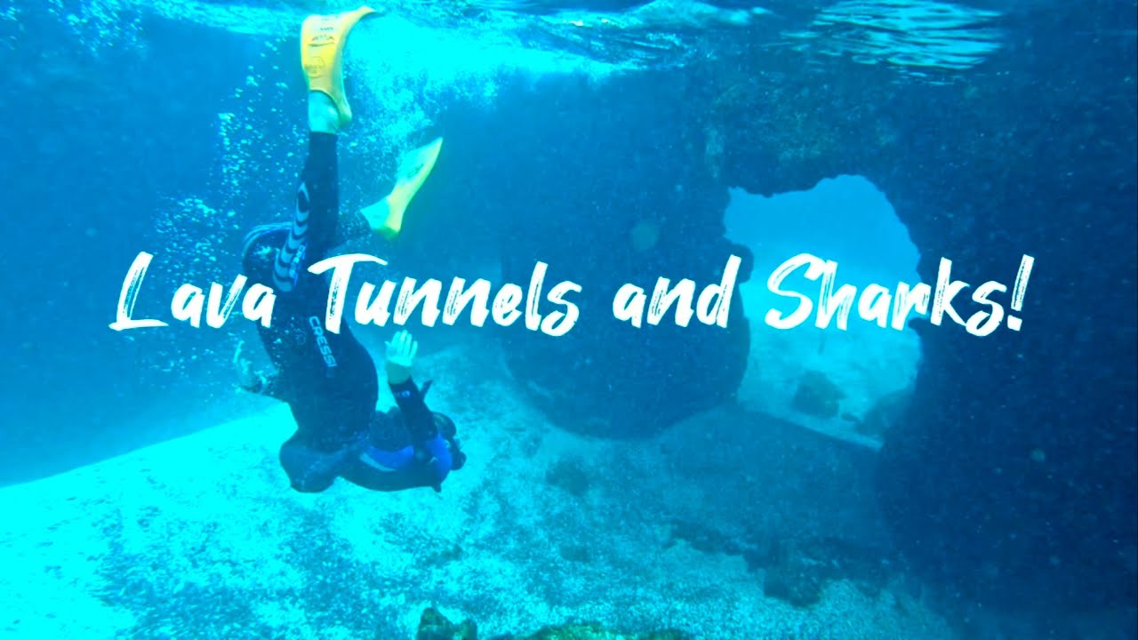 🐧🦈 Snorkeling Los Túneles, Isabela Island, Galápagos | Penguins, Sharks & Lava Tunnels