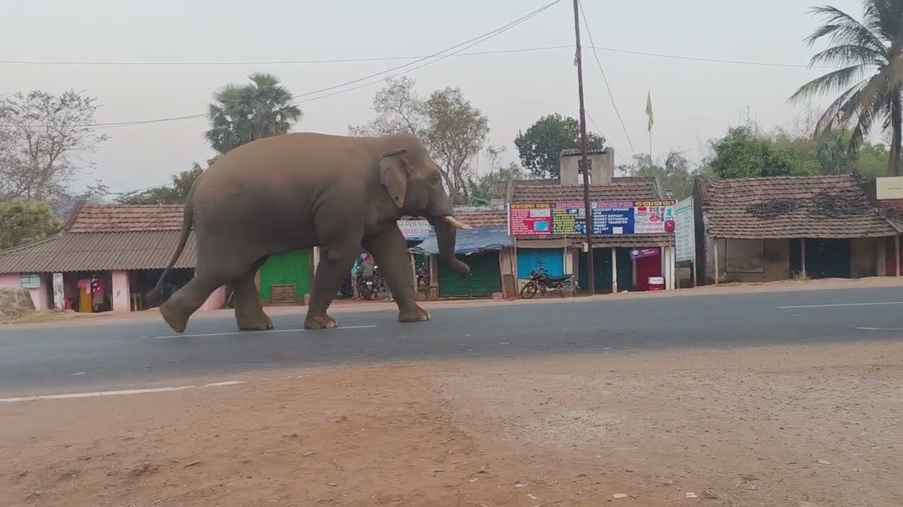 ଜଙ୍ଗଲୀ ହାତୀ #facebook #CommonMan