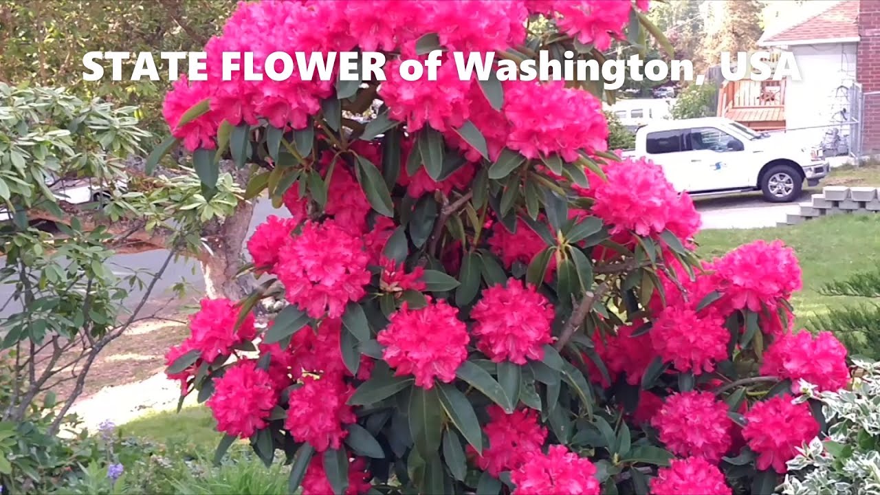 Our 4 Varieties of Rhododendron, the STATE FLOWER  of WASHINGTON