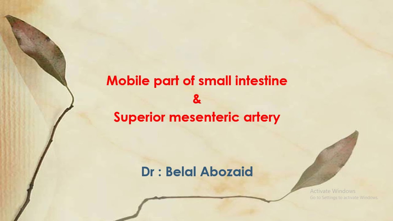 Anatomy. Jejunum & ileum & sup mesenteric artery