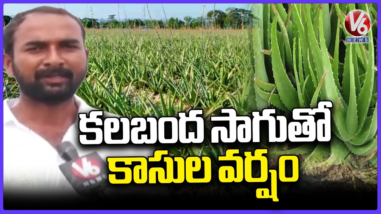 Farmer Gets High Profits Aloe Vera Cultivation In Nalgonda | V6 News