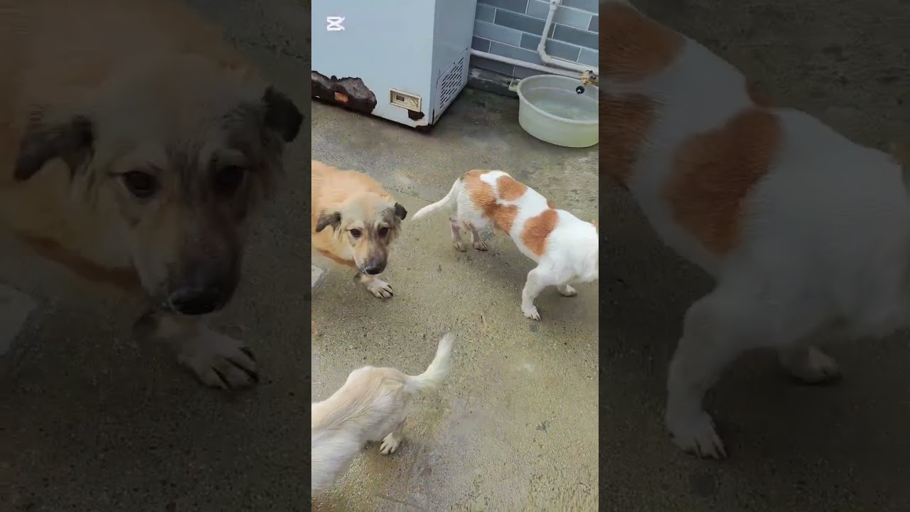 Разнообразное меню для уточки 