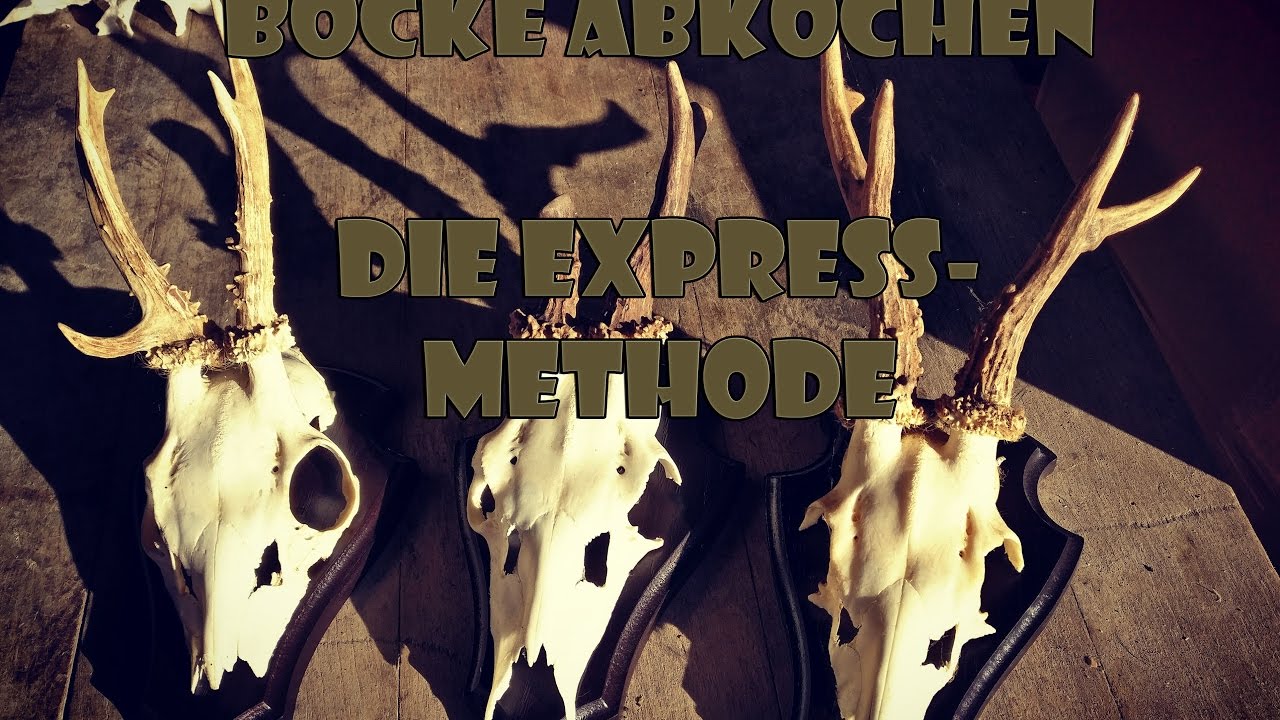 Bock Trophäen abkochen - Express-Methode