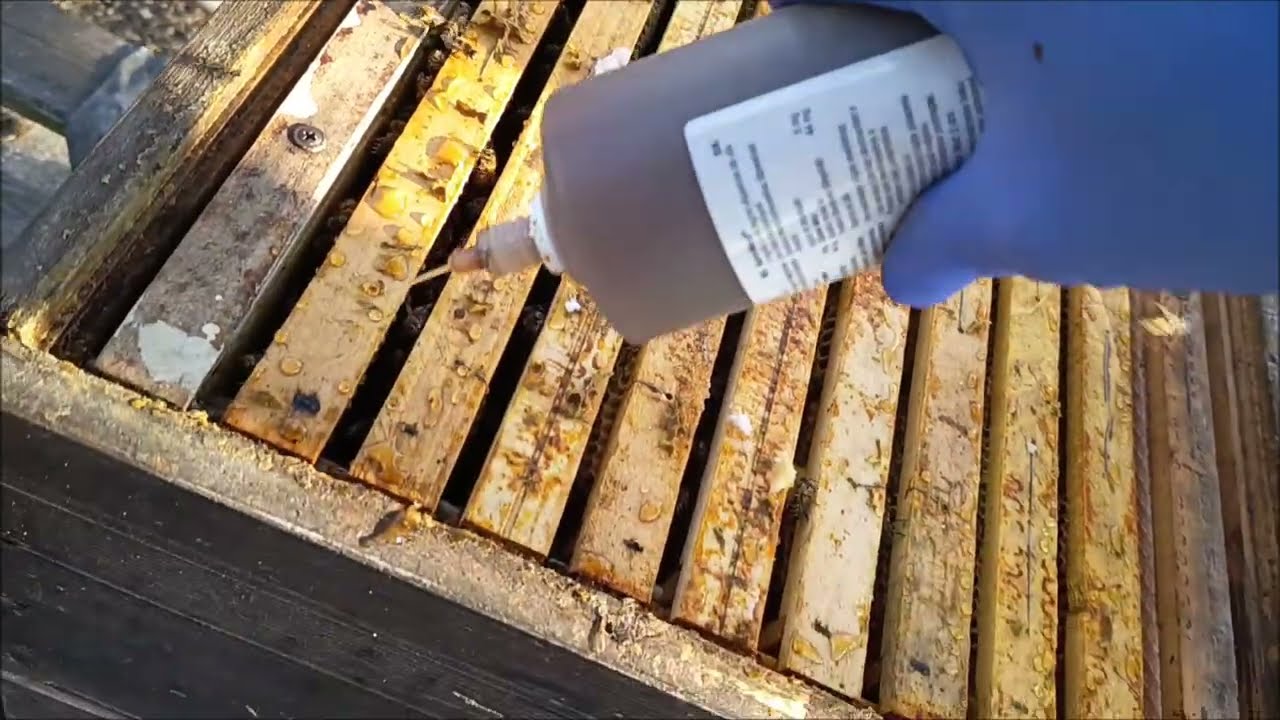 Aplikace prvního léčiva v jarních měsících do včel na potlačení roztoče Varroa destructor