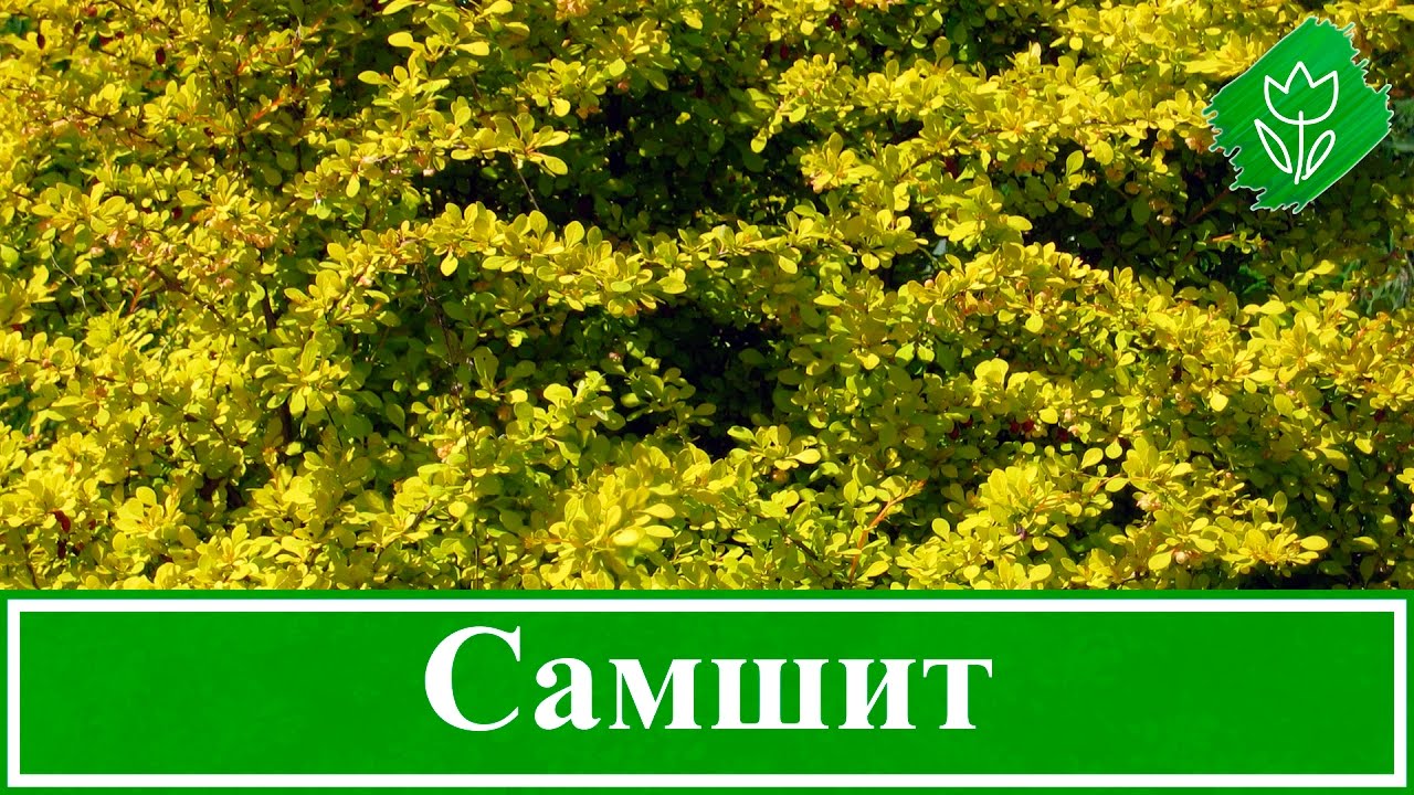🌿 Растение самшит – посадка и уход; кустарник самшит – размножение и пересадка