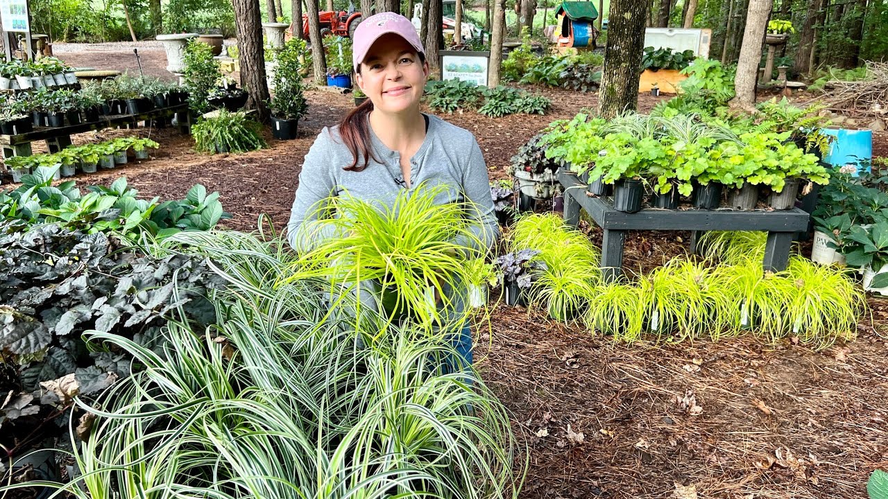 Native Azaleas, Climbing Hydrangeas, & More Nursery Tour | Gardening with Creekside