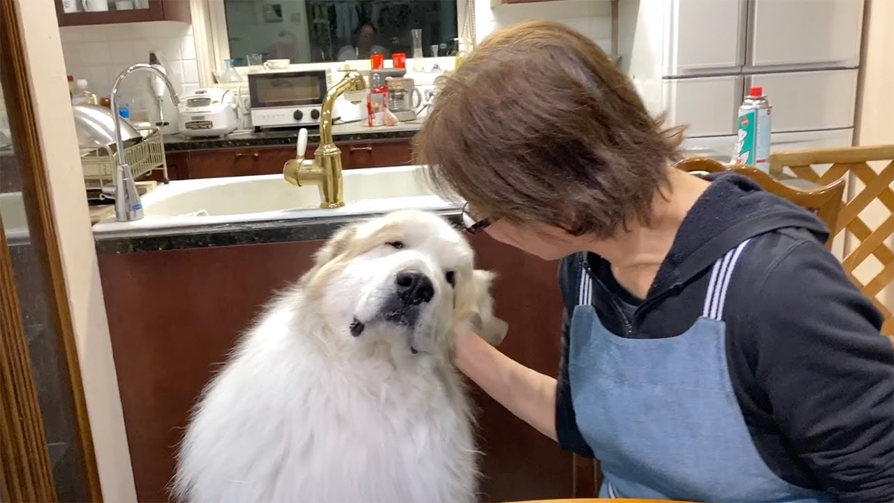 ショーから戻ってお母さんに甘えるアランです　Great Pyrenees　グレートピレニーズ