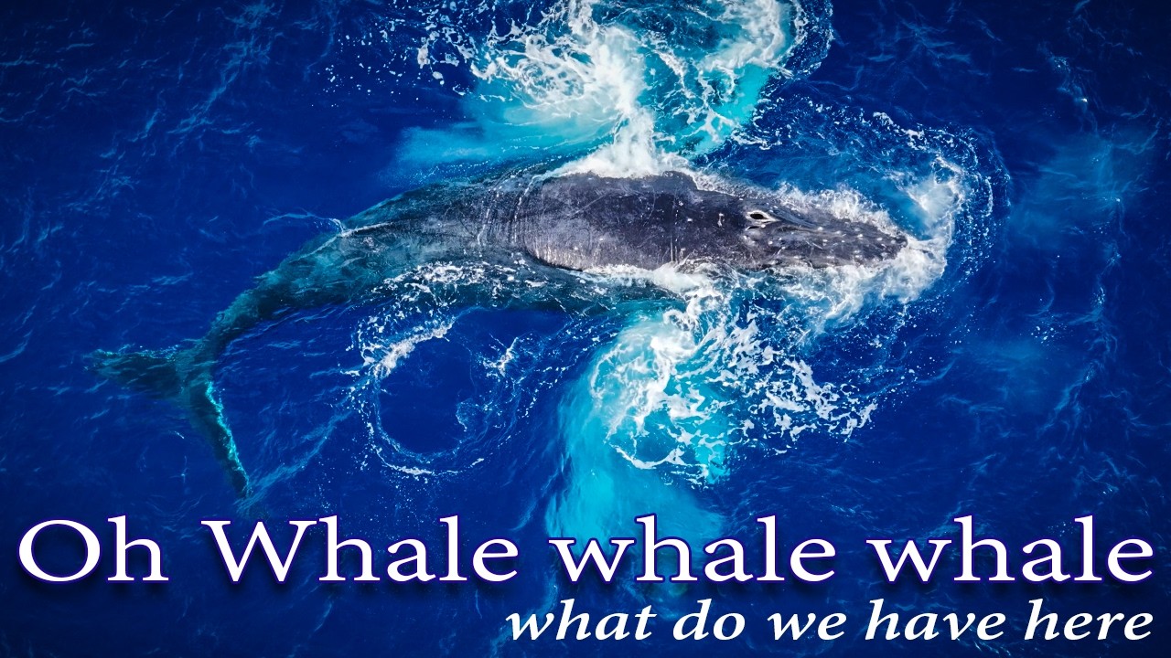 DJI Mavic 4 Pro Filming Whales in Hawaii