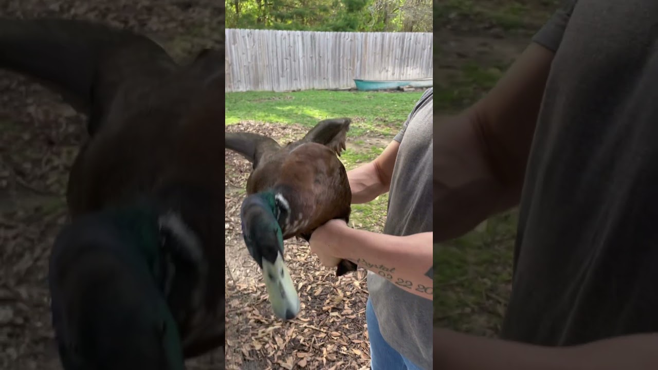 Butcher Day for the ducks #farmtotable #butcher #farmstead #homestead