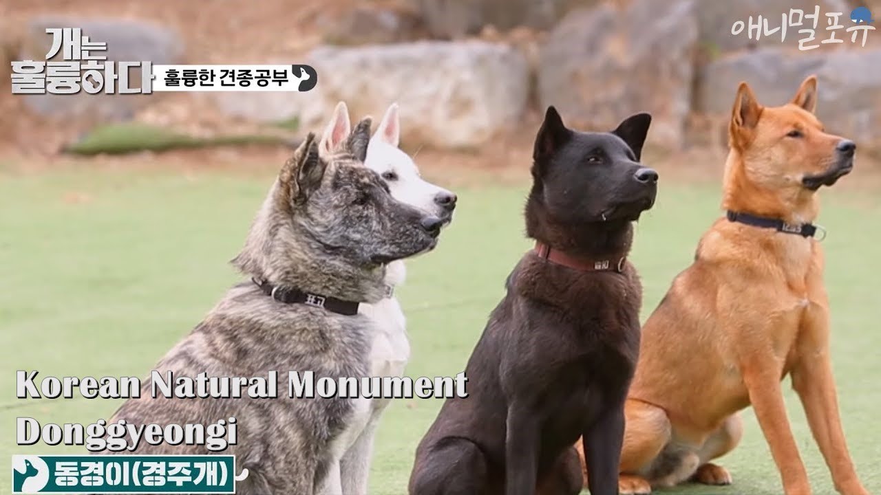 [CC] 진돗개 아닙니다! 강형욱과 알아보는 천연기념물 토종견 '동경이' ｜견종위키🐶 [개는 훌륭하다], KBS 200330 방송