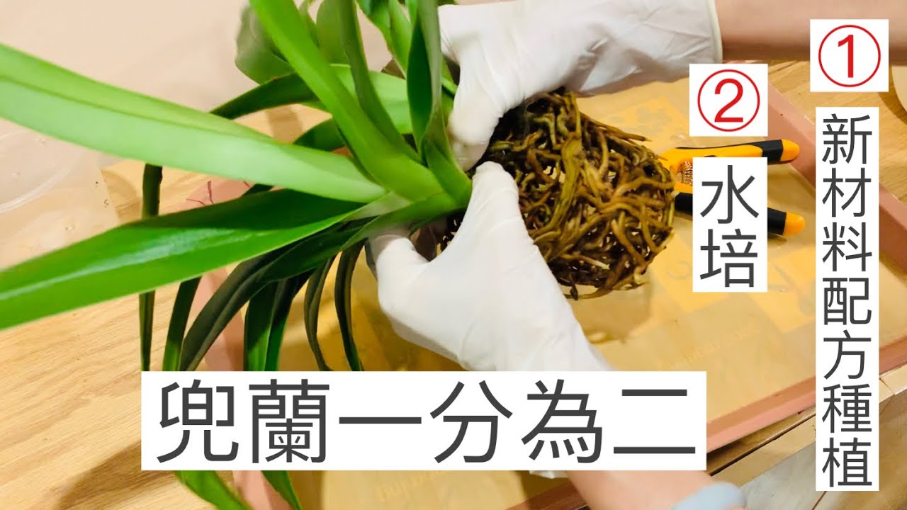 蘭花（42）（粵語）兜蘭分盆 傷口處理及簡易轉水培方法，新植料配方試驗及上盆技巧分享