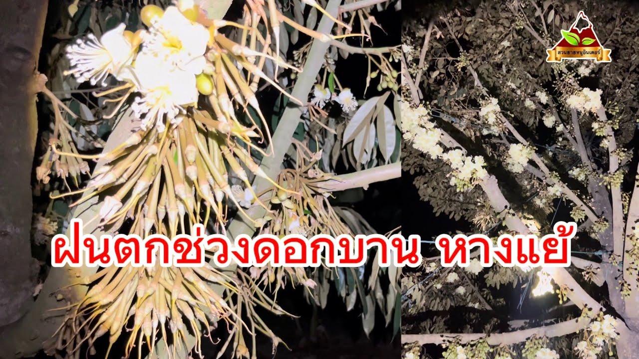 Ep.287 ฝนตกช่วงดอกบานหางแย้ ทำยังไงให้ช่วยผ่อนหนักให้เป็นเบาได้