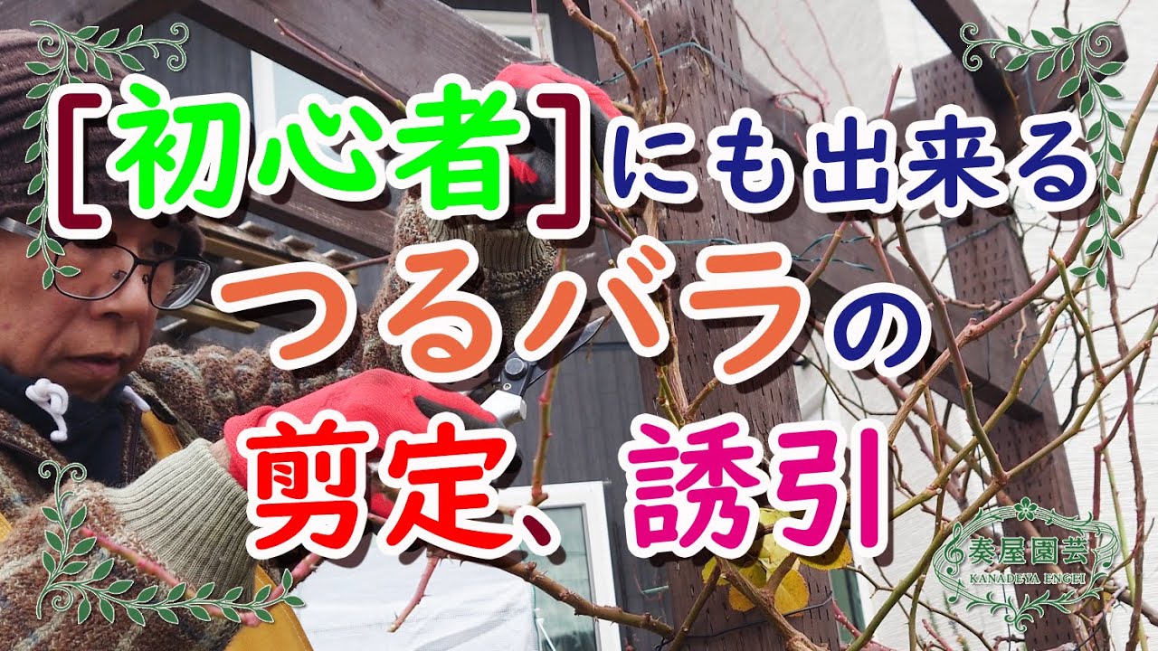[初心者]にも出来る。つるバラの剪定、誘引。