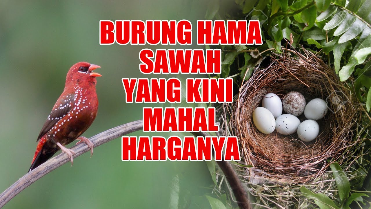 BURUNG HAMA SAWAH YANG MAKIN MEWAH, APAKABAR BURUNG PIPIT BENGGALA DITEMPAT KALIAN ?