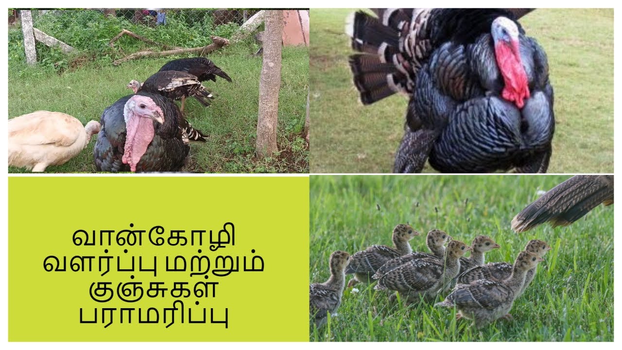 வான்கோழி வளர்ப்பு முறை  || வான் கோழி குஞ்சுகள் பராமரிப்பு | vaankozhi  valarppu