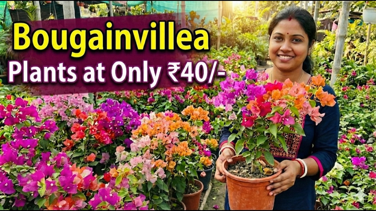মাত্র 40 টাকায় Bougainvillea 🌸 | 50 টাকায় কলম আম গাছ 😱 | Vojon Roshik Bapon Plant Series Episode 2