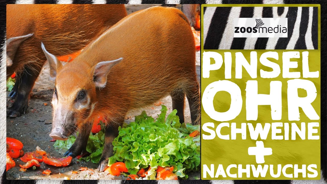 Zoo Wuppertal: Pinselohrschweine in NEUER Anlage | zoos.media