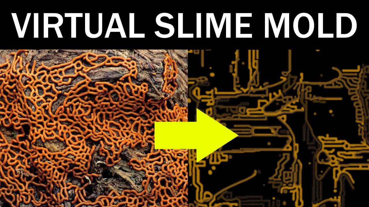Organic neural cellular automata
