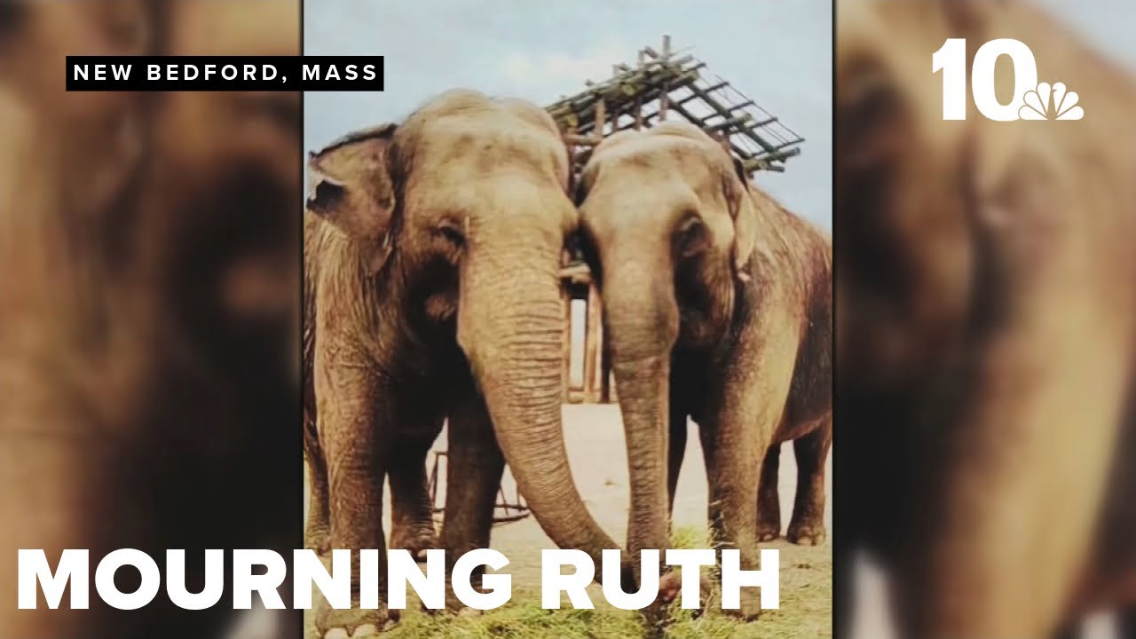 Beloved elephant Ruth passes away at Buttonwood Park Zoo