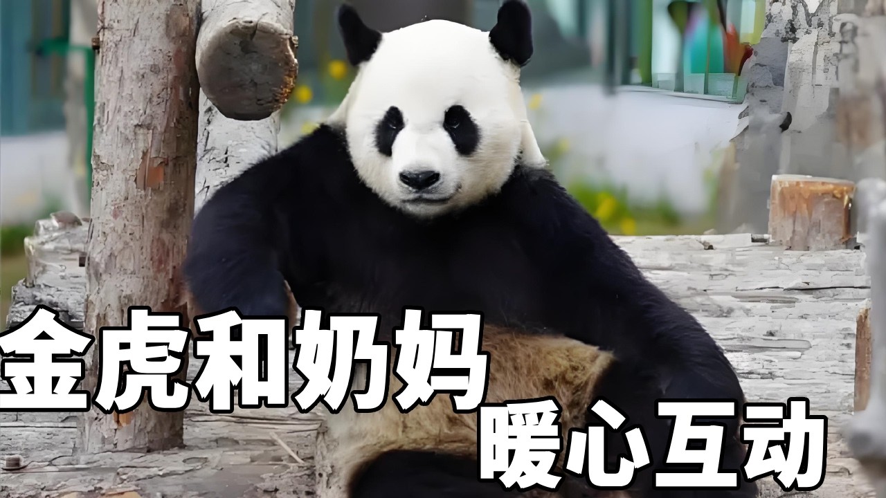 金虎和奶妈互动时话有多密，和奶爸互动时就有多沉默🤣奶爸那是专戳金虎的痛处啊～#大熊猫金虎 #不止我一个想rua大熊猫 #来这吸熊猫 #熊猫金虎