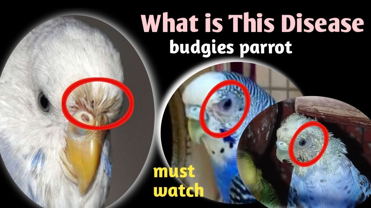 What Is This Disease In Budgies / budgies parrots disease treatment