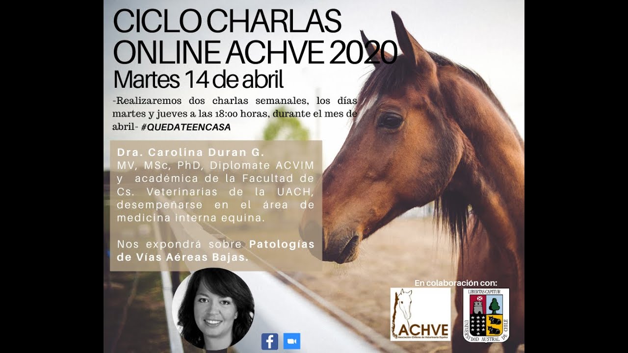 Patologías de las Vías Aéreas Bajas en Equinos