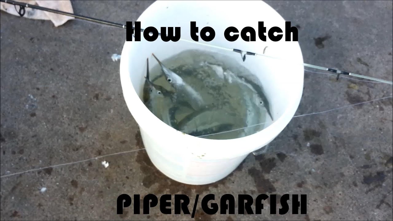 NZ Basic Fishing | Tutorial | How to catch Piper/Garfish