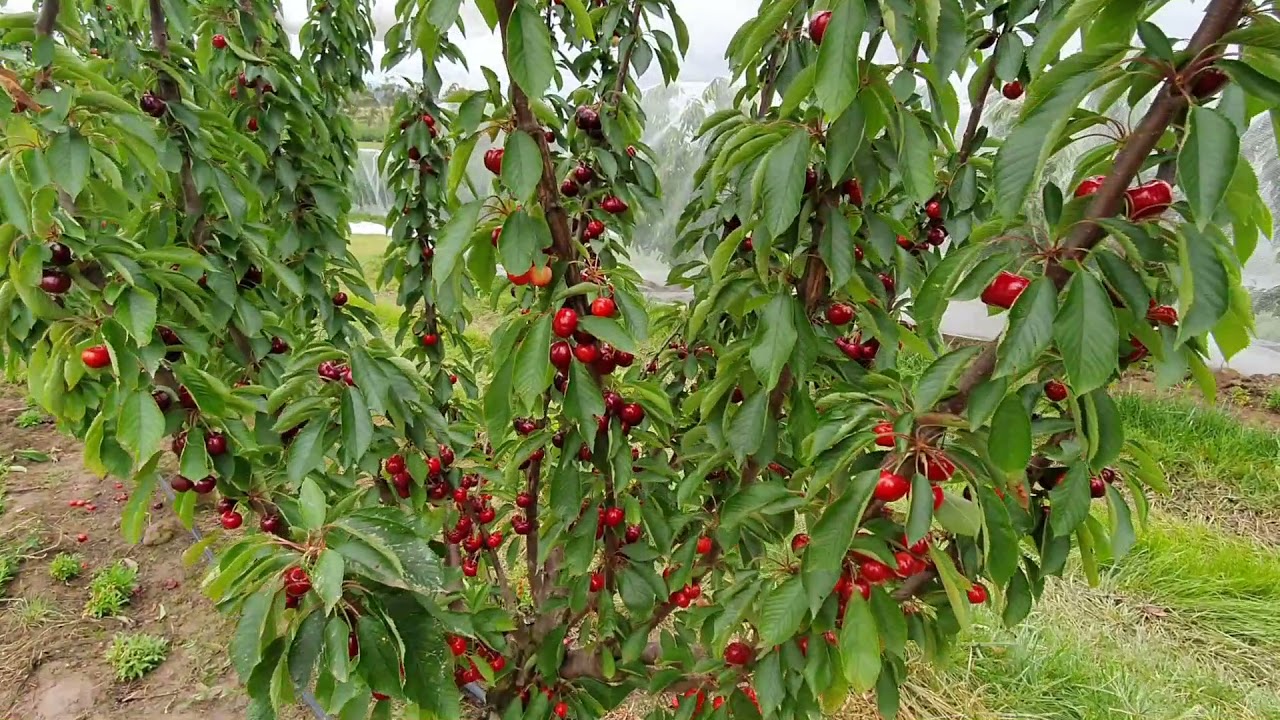 PART.1 TOURING CHERRY FARM AT COLD STREAM MELBOURNE AUSTRALIA