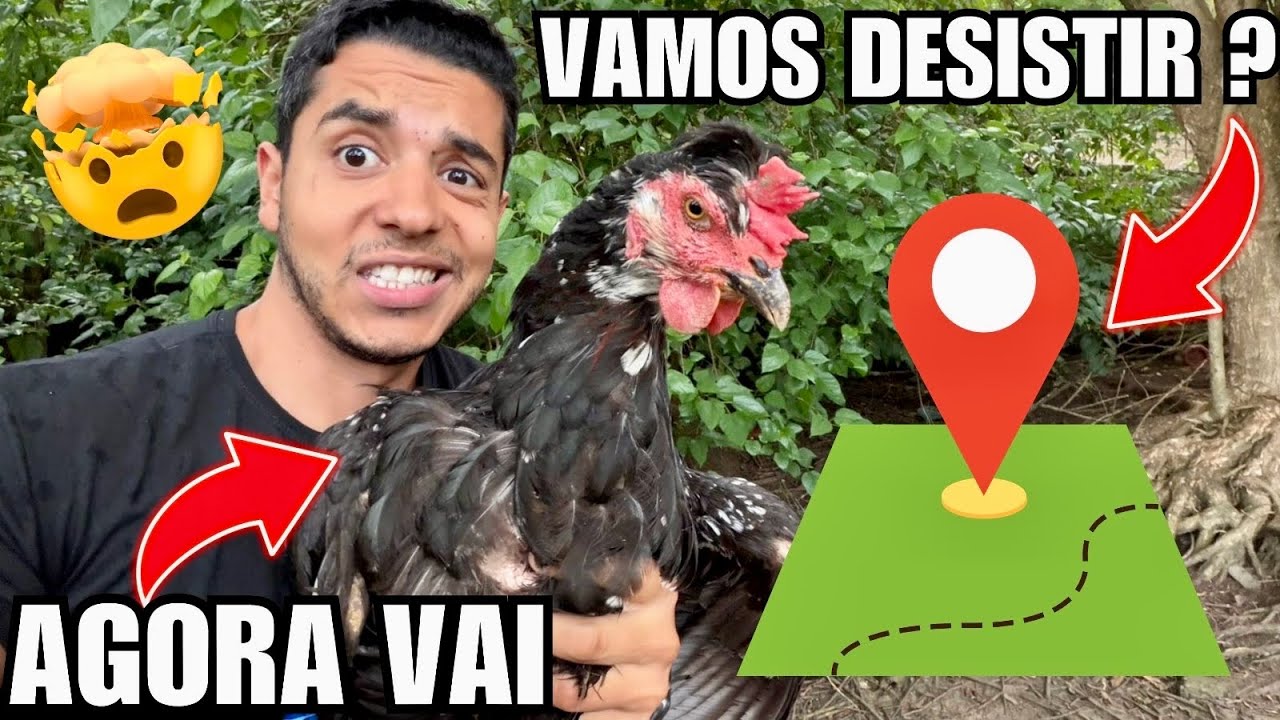 Devo desistir do NOVO SÍTIO ? Veja o que descobri | Tirando Galinha do Choco | Aves Recriar 