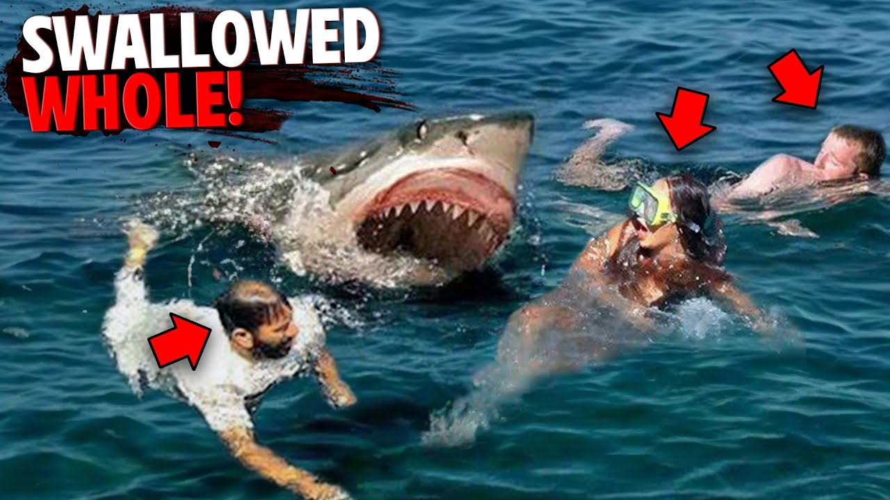These 3 Swimmers Were SWALLOWED WHOLE By Great White Sharks!