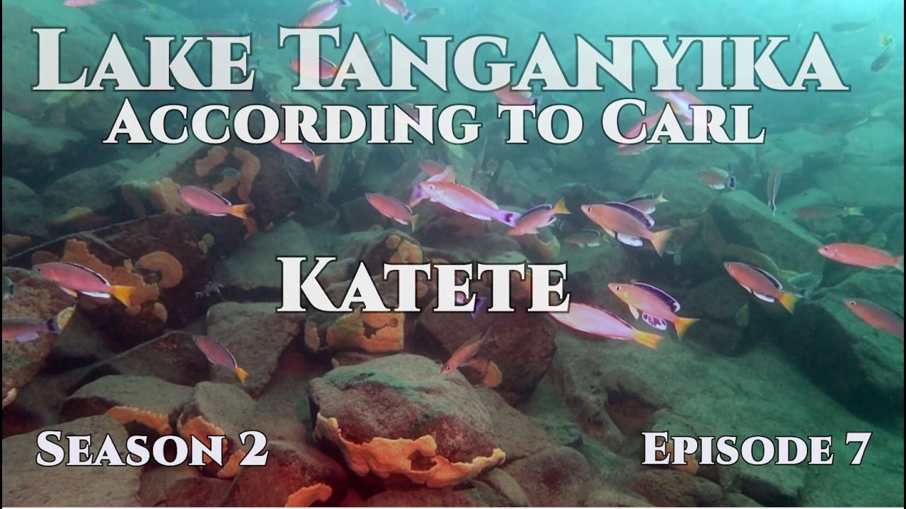 Katete. S2E7 of 