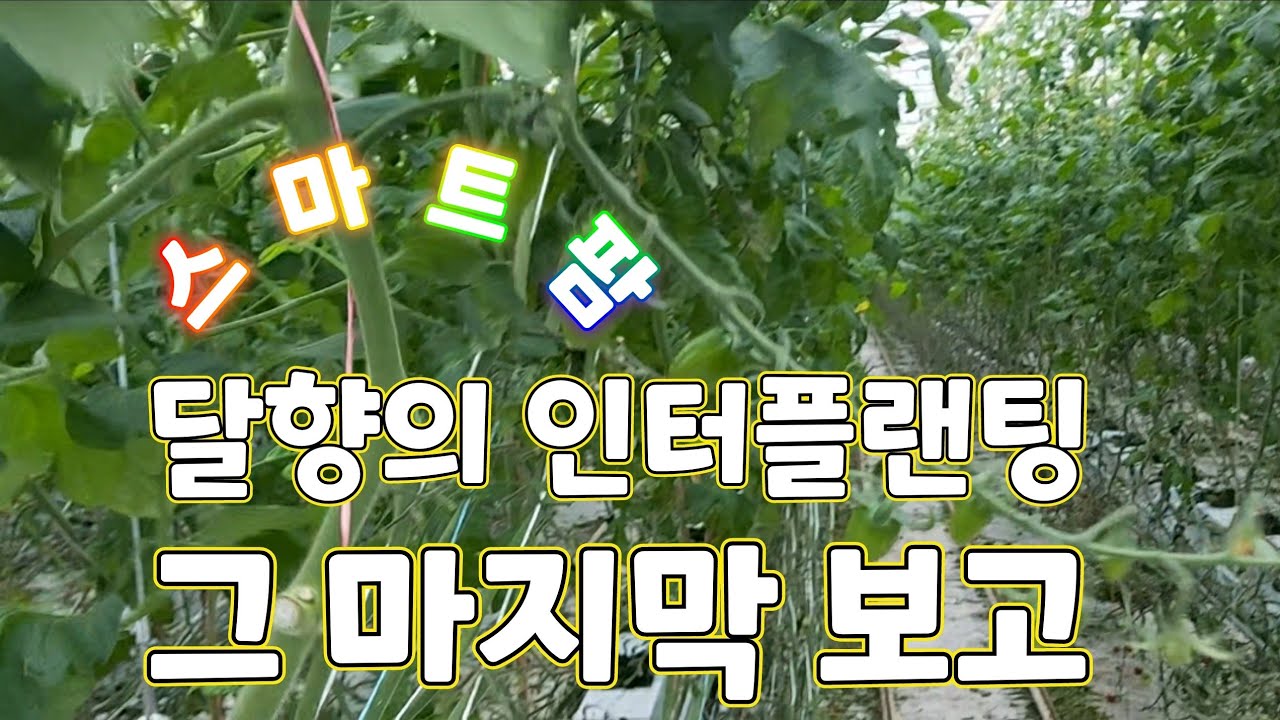 스마트팜 달향의 방울토마토 인터플랜팅 마지막 보고서!