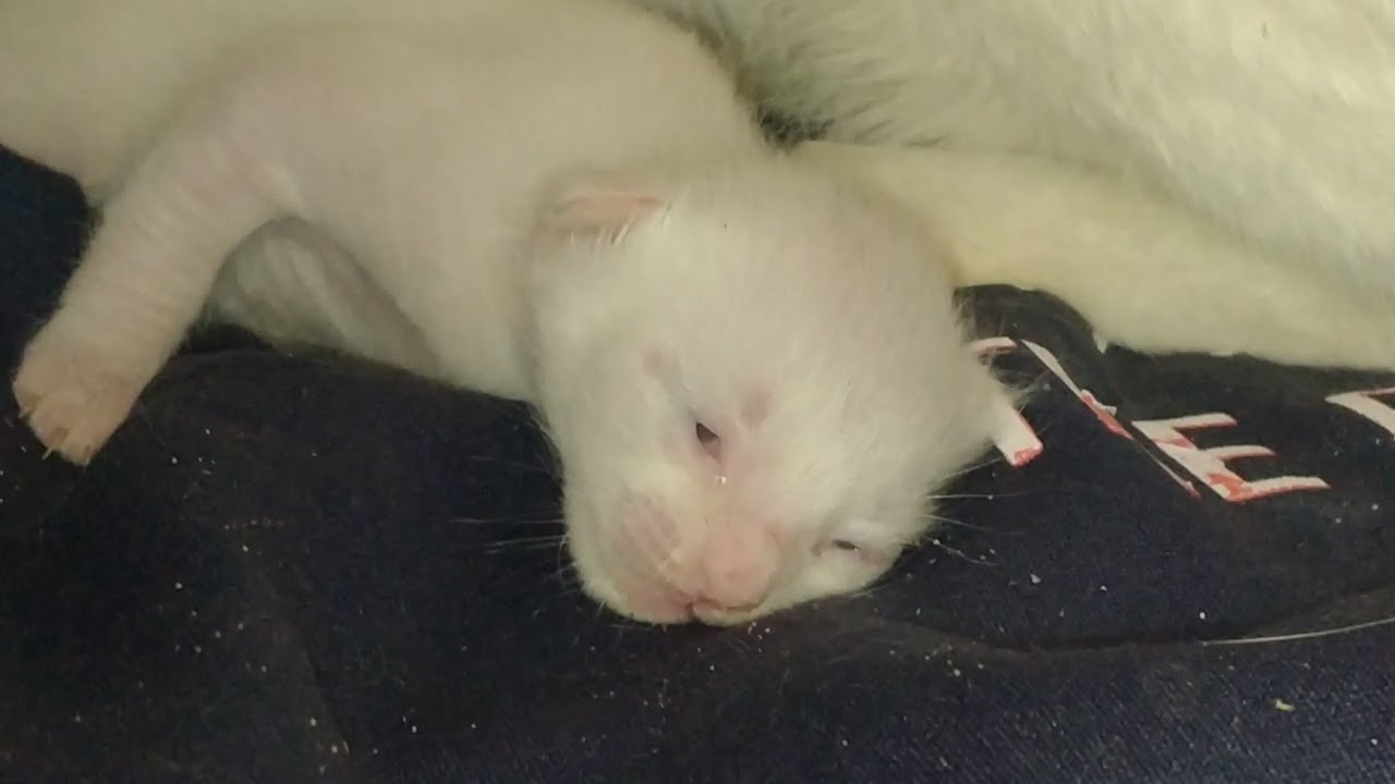 Newborn Kitten Opens His Eyes for the First Time – Half Open and So Adorable 🐾