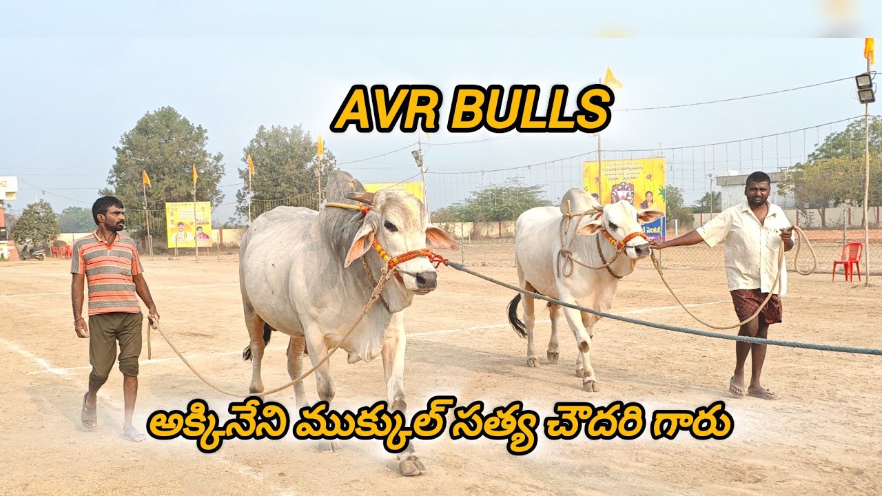 ఆకుల గణపవరం సీనియర్స్ వచ్చిన జత AVR BULLS మల్లవలి గ్రామం కృష్ణాజిల్లా...