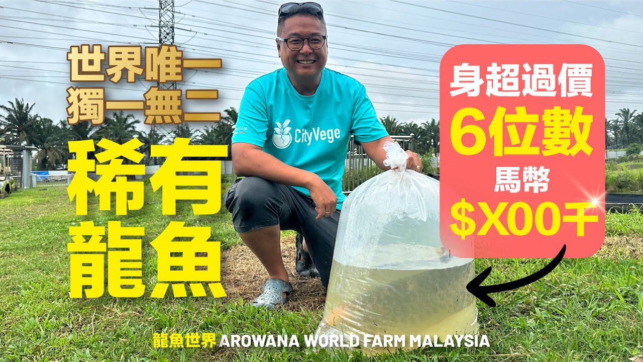 全球獨一無二的稀有龍魚，身價高達六位數，堪稱無價之寶【CityVege城市農夫】